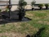 new_planting2